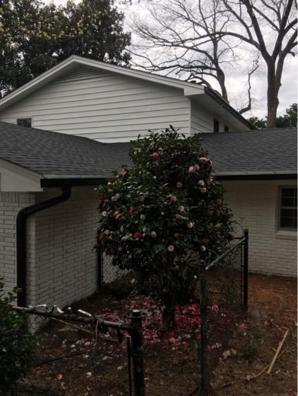 White house with dark roof, surrounded by tall trees. A camellia bush blooms in a fenced corner, scattering pink and red petals on the ground.