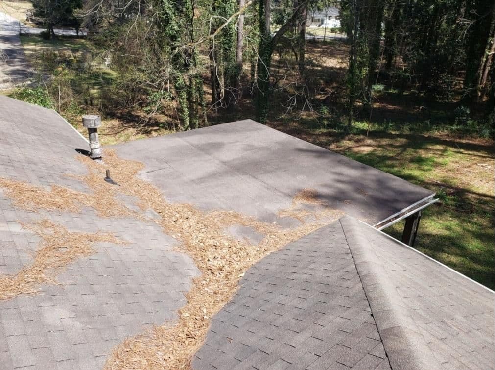 View from a sloped roof covered in fallen brown pine needles. A flat roof extends from it. Background shows a sunlit forest with green ivy.