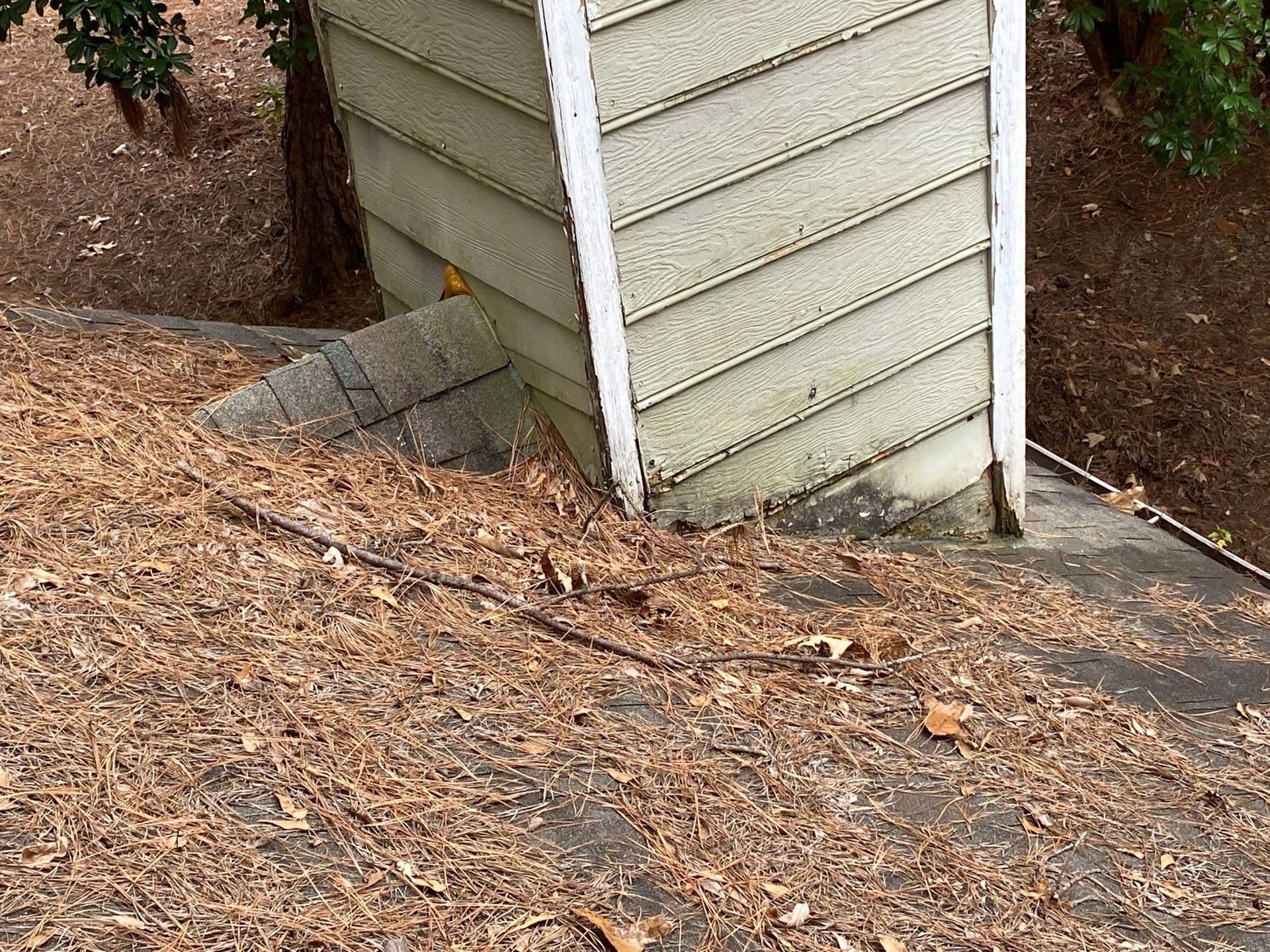 A small, weathered wooden shed with peeling paint stands on uneven ground covered in pine needles and leaves, surrounded by a few trees.